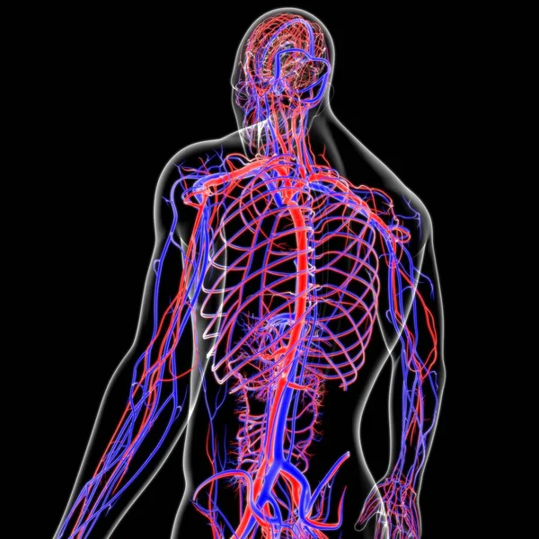 Menschliche Arterien Und Venen Für Medizinisches Konzept Illustration — Stockfoto