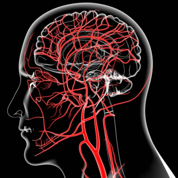 인간의 동맥과 의학적 개념을 — 스톡 사진