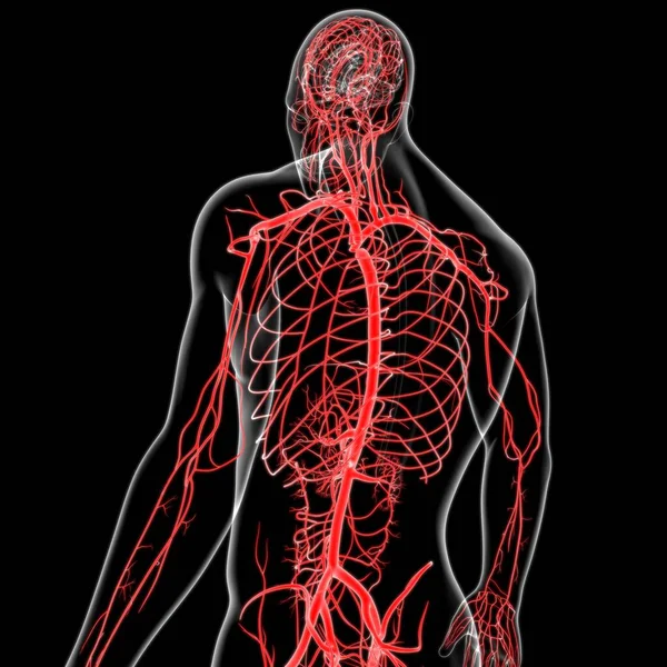 Arterias Venas Humanas Para Concepto Médico Ilustración — Foto de Stock