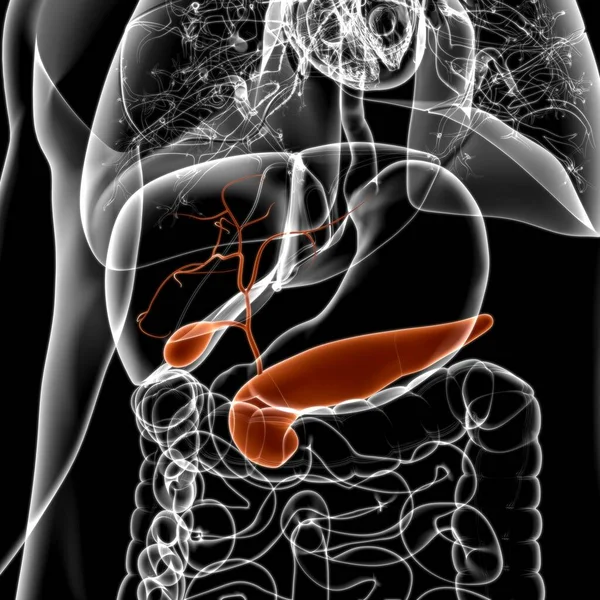 Gall Bladder Human Digestive System Anatomy For Medical Concept 3D Illustration