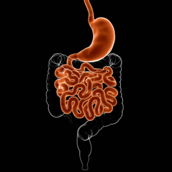 Sistema Digestivo Humano Anatomía Estomacal Para Ilustración Del Concepto Médico — Foto de Stock