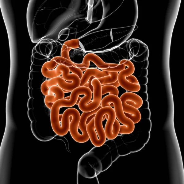 Small Intestine Illustration Human Digestive System Anatomy Medical Concept — Stock Photo, Image