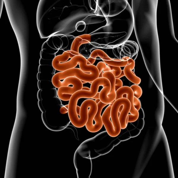 小肠三维图解人体消化系统解剖应用于医学概念 — 图库照片