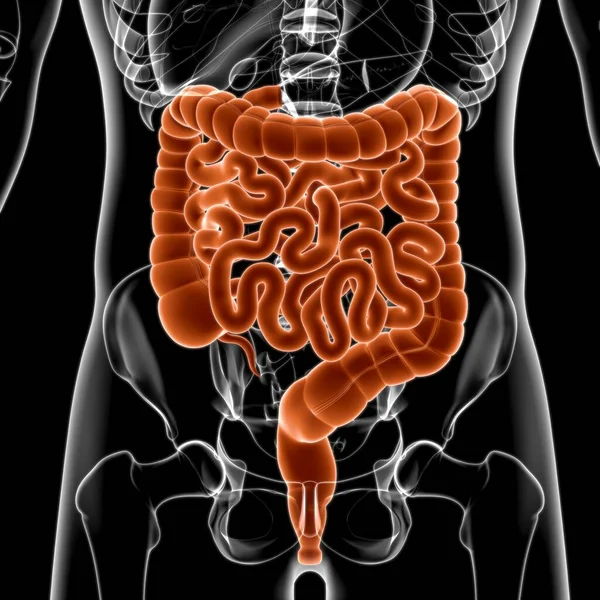 Liten Och Stor Intestine Illustration Mänskliga Matsmältningssystemet Anatomi För Medicinska — Stockfoto