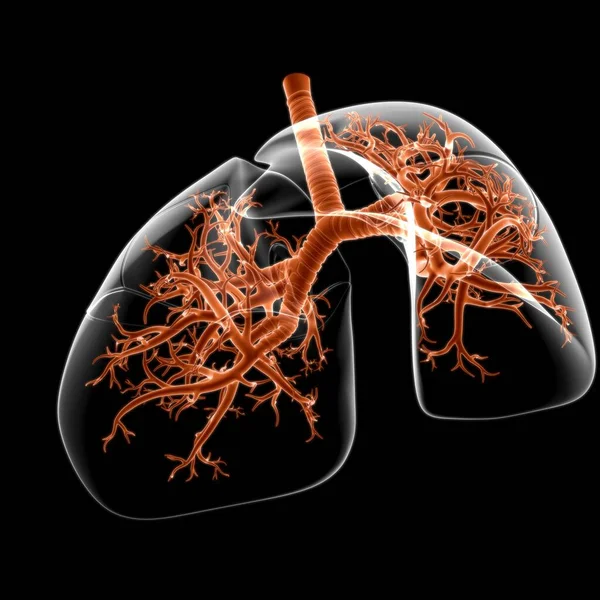 Anatomia Del Sistema Respiratorio Umano Dei Polmoni Concetto Medico Illustrazione — Foto Stock