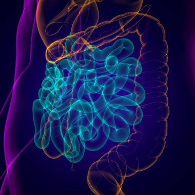 Tıbbi Konsept İçin İnce bağırsak 3D Görüntü İnsan Sindirim Sistemi Anatomisi