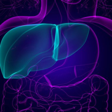 Karaciğer 3D Görüntü İnsan Sindirim Sistemi Anatomisi Tıbbi Konsept İçin
