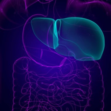 Karaciğer 3D Görüntü İnsan Sindirim Sistemi Anatomisi Tıbbi Konsept İçin