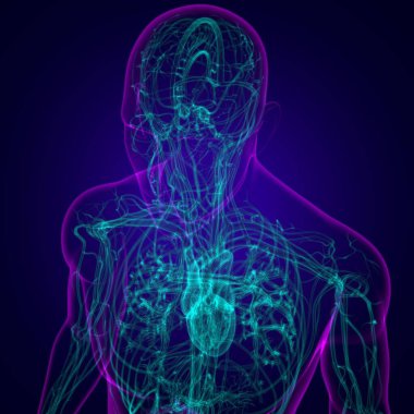 Tıbbi Konsept 3 boyutlu İllüstrasyon İçin Dolaşım Sistemi Anatomisi Olan İnsan Kalbi