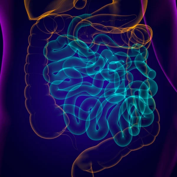 Anatomía Del Sistema Digestivo Humano Ilustración Del Intestino Delgado Para — Foto de Stock