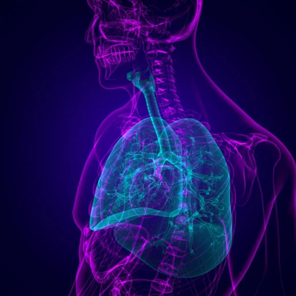 Anatomía Del Sistema Respiratorio Humano Los Pulmones Para Ilustración Del —  Fotos de Stock