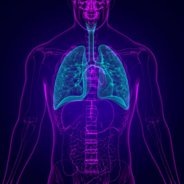 Anatomía Del Sistema Respiratorio Humano Los Pulmones Para Ilustración Del —  Fotos de Stock