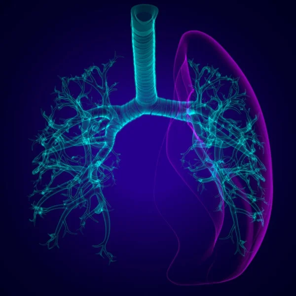 Lungs Human Respiratory System Anatomy Medical Concept Illustration — Stock Photo, Image