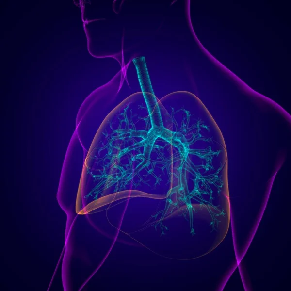 Lungen Human Respiratory System Anatomie Für Medizinisches Konzept Illustration — Stockfoto