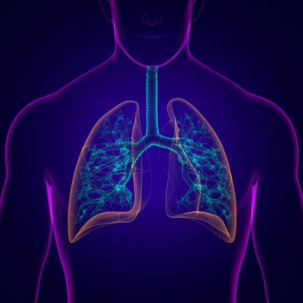 Lungen Human Respiratory System Anatomie Für Medizinisches Konzept Illustration — Stockfoto