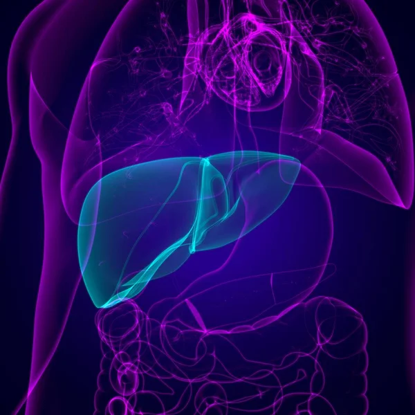 肝3Dイラスト ヒト消化器系解剖学 — ストック写真