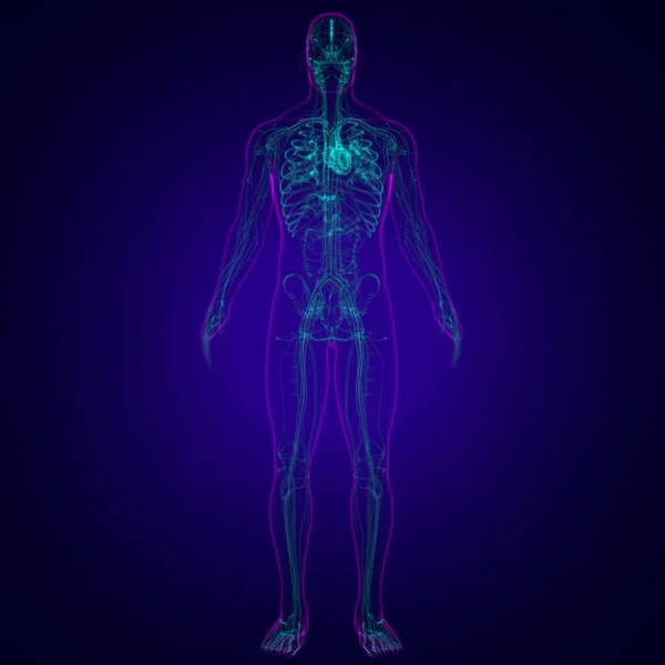 Human Heart Circulatory System Anatomy Medical Concept Illustration — Stock fotografie