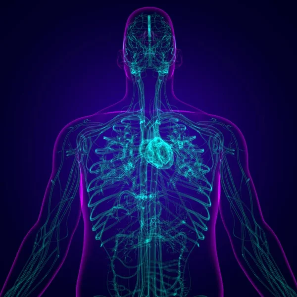 Human Heart Circulatory System Anatomy Medical Concept Illustration — Stock fotografie