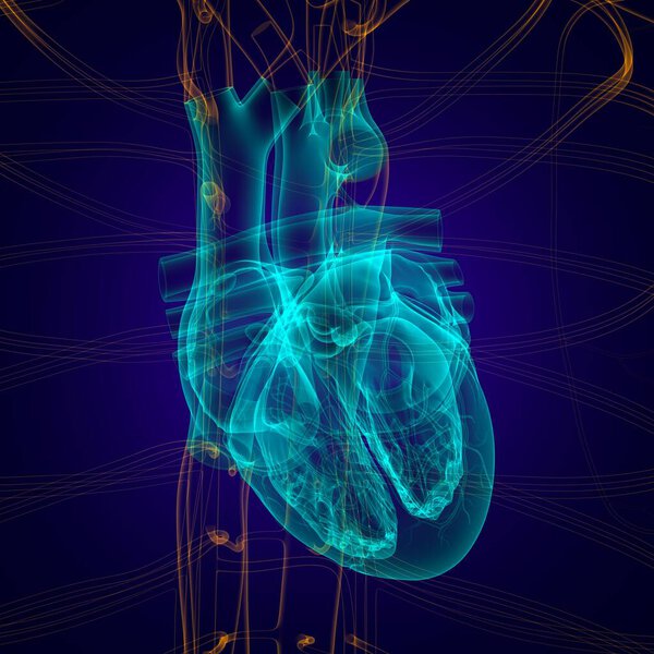 Lungs Human Respiratory System Anatomy For Medical Concept 3D Illustration