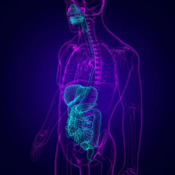 Anatomia Sistema Digestivo Humano Para Ilustração Conceito Médico — Fotografia de Stock