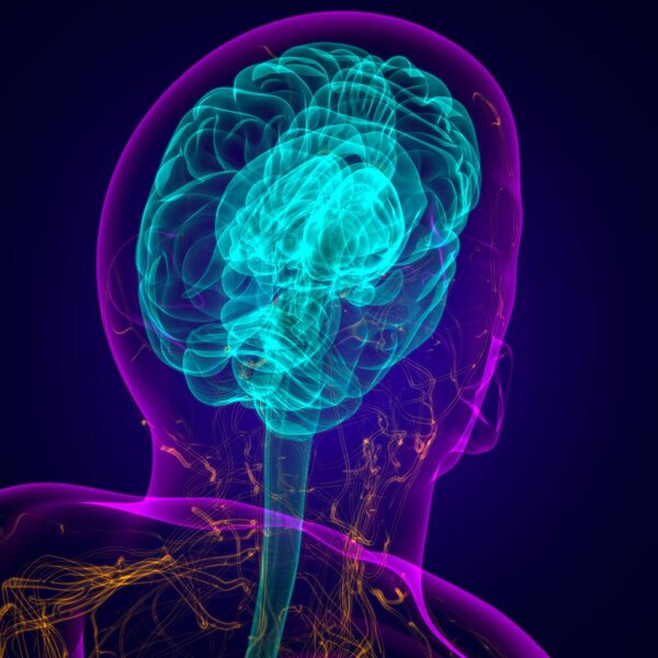 Анатомия мозга человека для медицинской концепции 3D иллюстрации