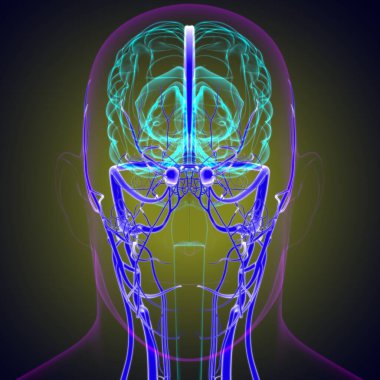 Tıbbi Konsept için İnsan Atardamarları ve Damarları 3 boyutlu İllüstrasyon