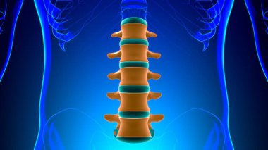 İnsan İskeleti Omurgası Bel Bel Omurgası Anatomi 3D Görüntü