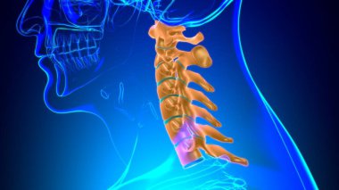 İnsan İskeleti Omurgası Servikal Omurga Anatomisi 3D İllüstrasyon