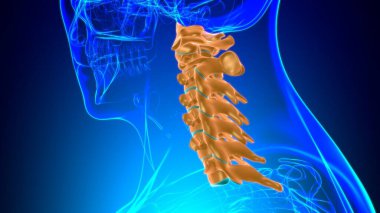 İnsan İskeleti Omurgası Servikal Omurga Anatomisi 3D İllüstrasyon