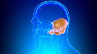 İnsan iskeleti Kafatası Oksipital Kemik Anatomisi Tıbbi Konsept 3 boyutlu İllüstrasyon