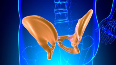 Tıbbi Konsept için İnsan İskeleti Kalçası veya Pelvik Kemik Anatomisi 3 boyutlu İllüstrasyon