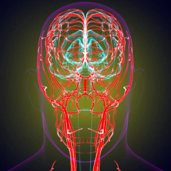 Человеческие Артерии Вены Медицинской Концепции Иллюстрации — стоковое фото
