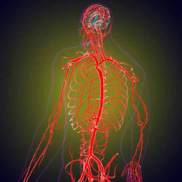 医学概念3D图解中的人体动脉和静脉 — 图库照片