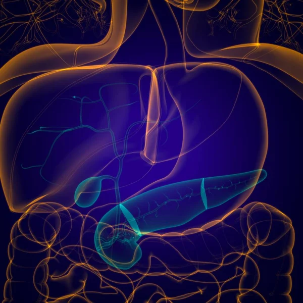 Anatomia Humana Sistema Digestivo Vesícula Biliar Para Ilustração Médica Conceito — Fotografia de Stock