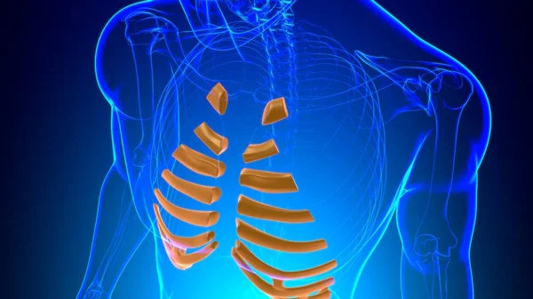 Menselijke Skelet Anatomie Costal Kraakbeen Rendering Voor Medisch Concept — Stockfoto