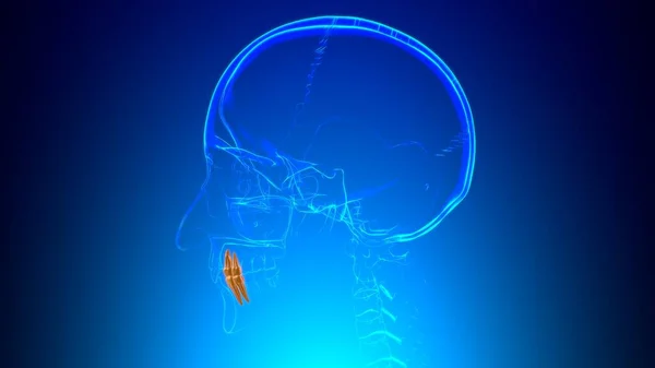 Dientes Humanos Premolars Anatomía Ilustración Para Concepto Médico — Foto de Stock