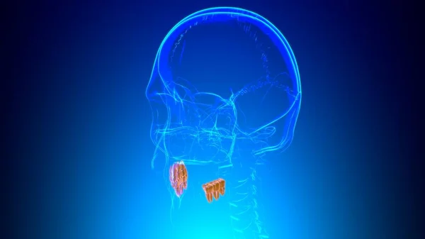 人类牙齿牙齿解剖三维医学概念图解 — 图库照片