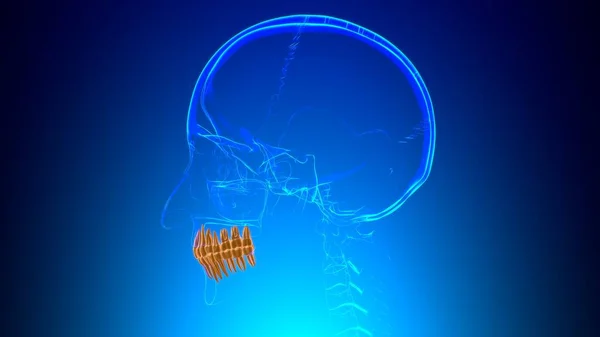 医学概念的人类牙齿解剖学3D图解 — 图库照片