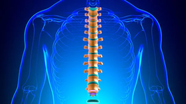 Human Skeleton Vertebral Column Thoracic Vertebrae Anatomy Illustration — 스톡 사진