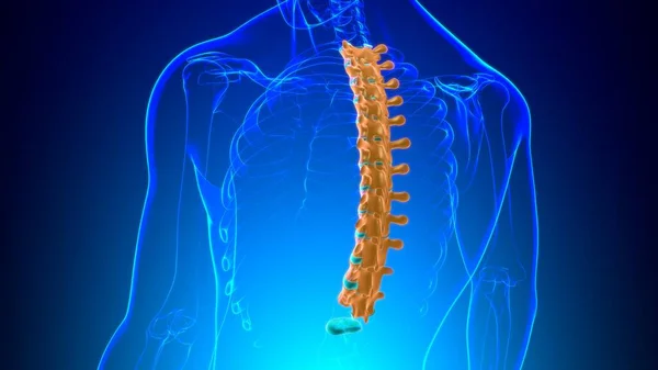 Human Skeleton Vertebral Columns Thoracic Vertebrae Anatomy Illustration — стокове фото