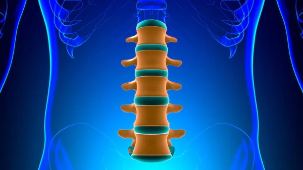 Human Skeleton Vertebral Column Lumbar Vertebrae Anatomy 3D Illustration