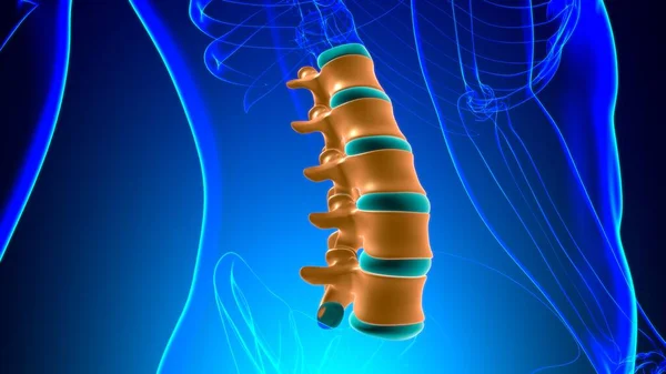 Mänskligt Skelett Vertebral Kolumn Lumbar Vertebrae Anatomi Illustration — Stockfoto