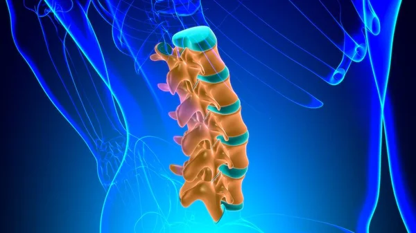 Columna Vertebral Esqueleto Humano Vértebras Lumbares Anatomía Ilustración — Foto de Stock