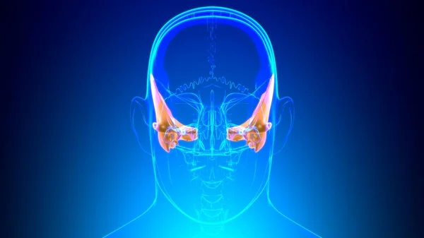 Human Skeleton Skull Temporal Bone Anatomy Medical Concept Illustration — Stock fotografie