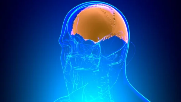 Anatomia Ossea Parietale Del Cranio Dello Scheletro Umano Illustrazione Medica — Foto Stock