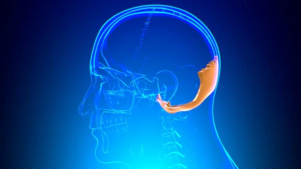 Anatomia Occipitale Dell Osso Del Cranio Dello Scheletro Umano Illustrazione — Foto Stock