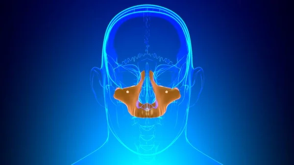 人类骷髅骨最大骨解剖应用于医学概念3D展示 — 图库照片