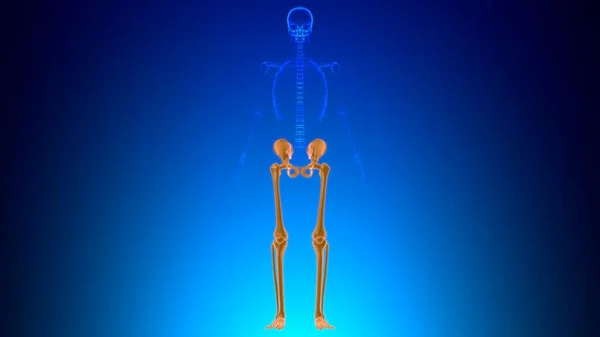 Людський Скелет Нижні Скелети Анатомія Ілюстрація — стокове фото