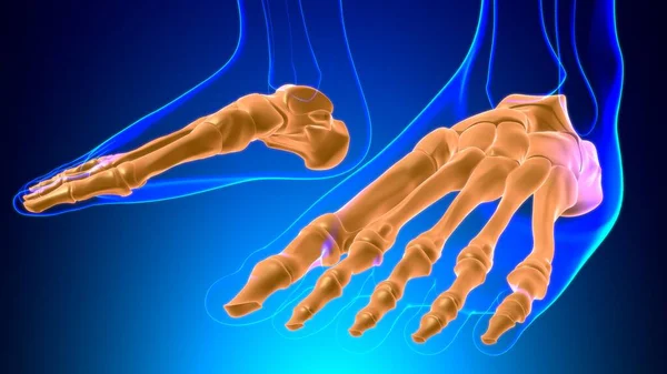 Human Skeleton Foot bones Anatomy For Medical Concept 3D Illustration
