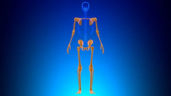 人体骨骼附件骨骼解剖学3D图解 — 图库照片